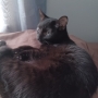 FLUFFY KITTY