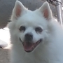 TuckerDog