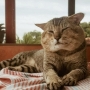 CHAIRMAN MEOW