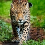 THEULISES7