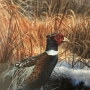 Bird 11