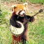 〽️RedPanDa〽️