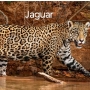 ⭐ JAGUAR ⭐
