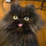 +GATO MALVADO+