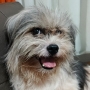 Bruno Alpha