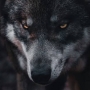 ◇◇ MAJOR ◇◇