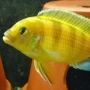 MikeFish