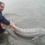 FISH FARM