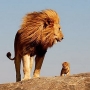 aslan beyi