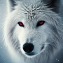 ●WHITE WOLF●