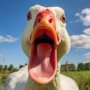 forducksake